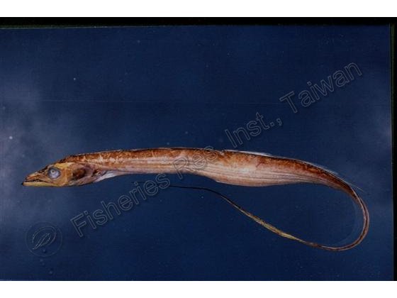 白帶魚