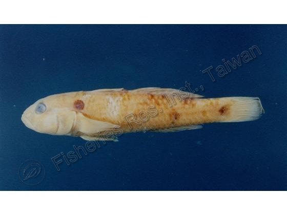 犬牙細棘?虎魚