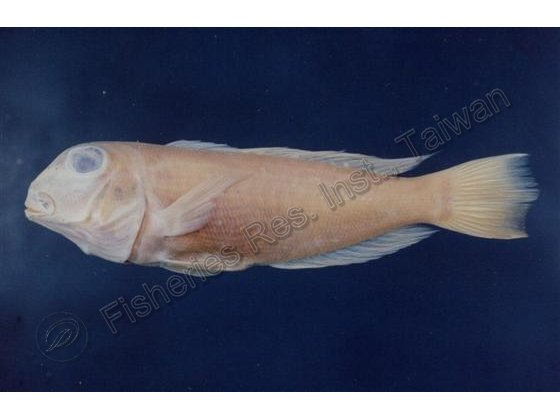 斑鰭馬頭魚