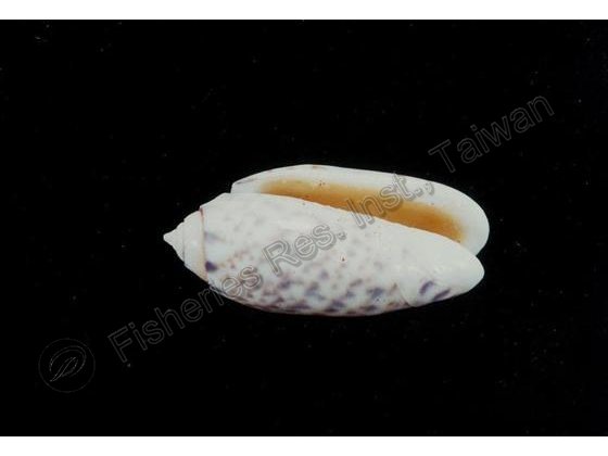FRIM00521