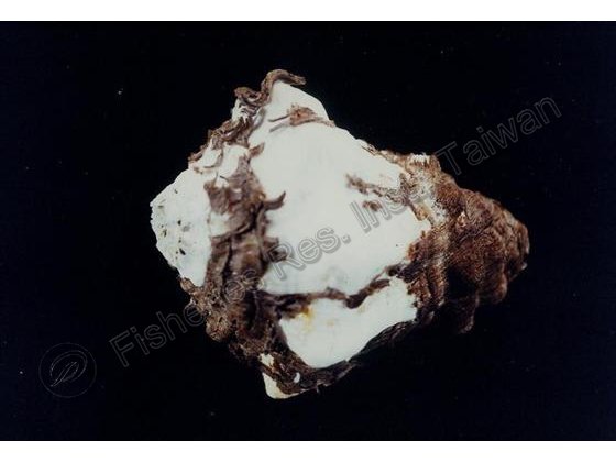 FRIM00549