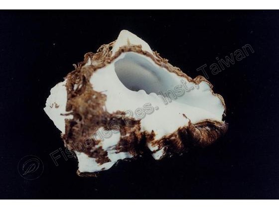 FRIM00549