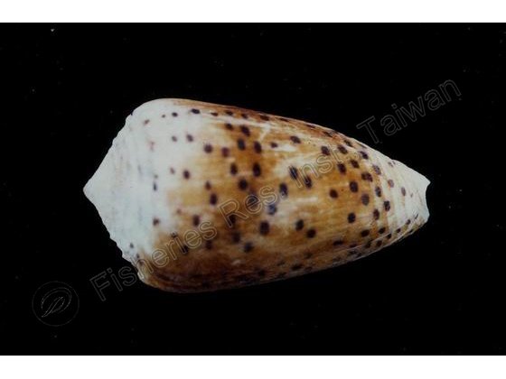FRIM00590