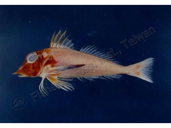 紅雙角魚