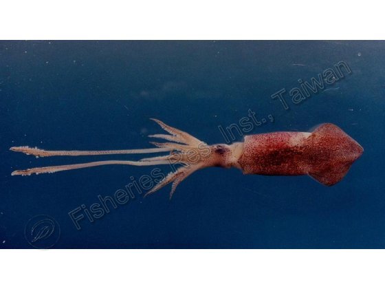 五島槍魷魚 (田鄉鎖管)