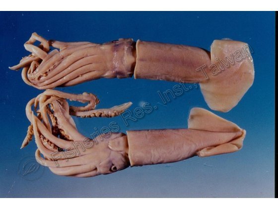 歐非魷(短柔魚)