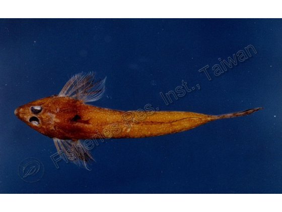 日本美尾魚銜