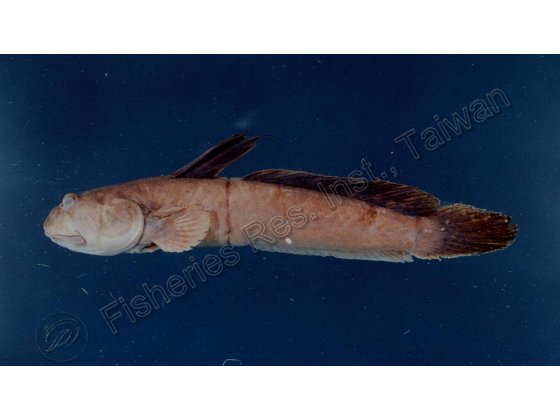 青彈塗魚