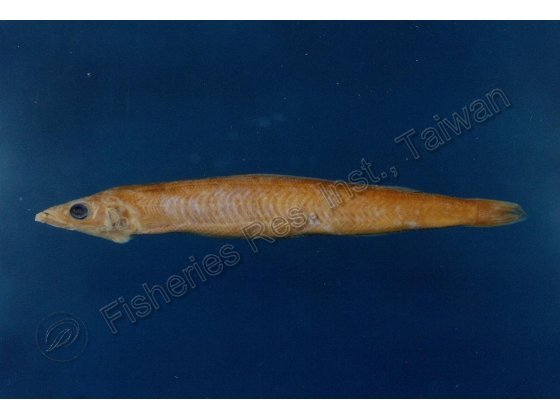 台灣標槍魚 (台灣筋魚)