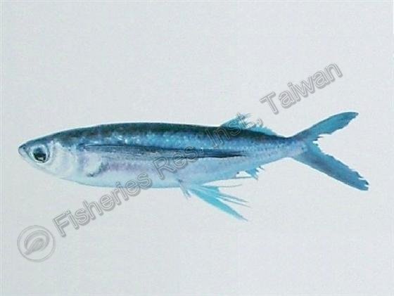 寡鱗飛魚