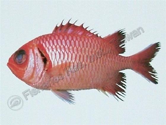 黑框松毬魚