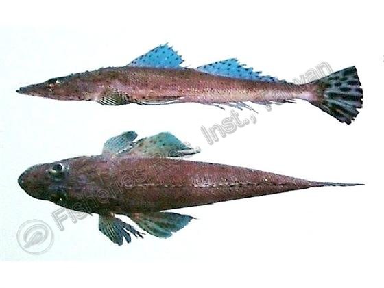 日本牛尾魚