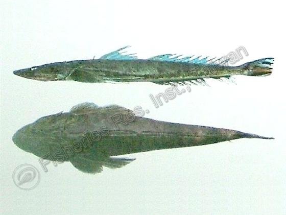 印度牛尾魚