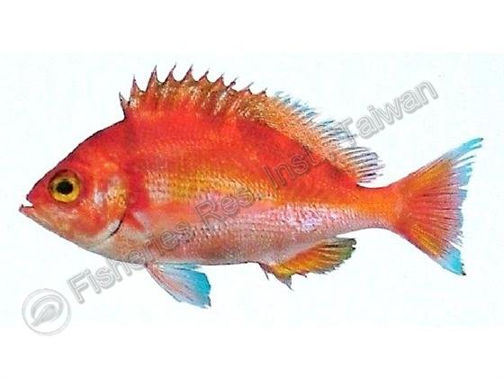 FRIP30247