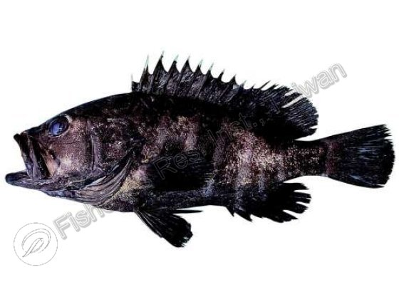 十帶石斑魚