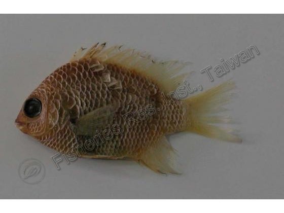梭地豆娘魚