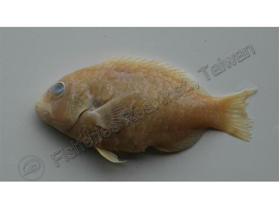 七帶豬齒魚