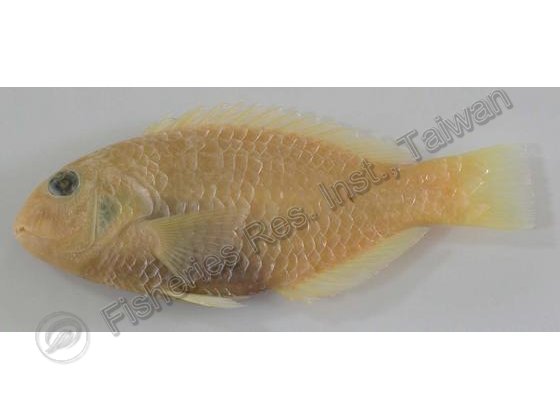 粗豬齒魚