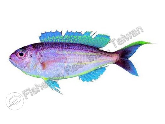 底金線魚
