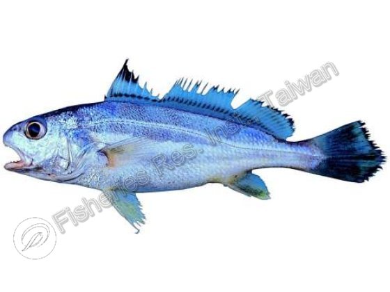 丁氏叫姑魚