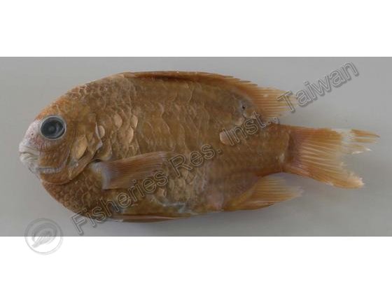 七帶豆娘魚