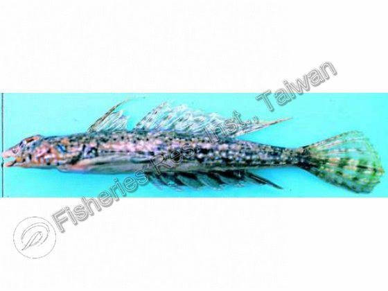 雙線鼠魚銜