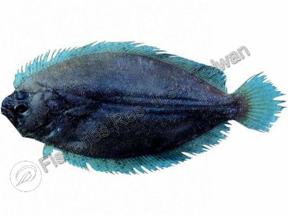 貧齒扁魚