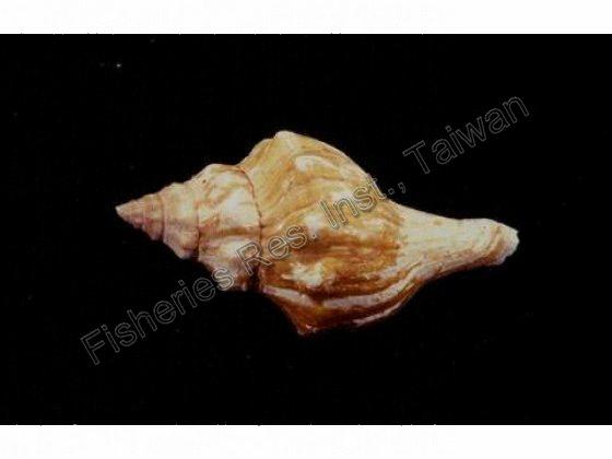 FRIM01158