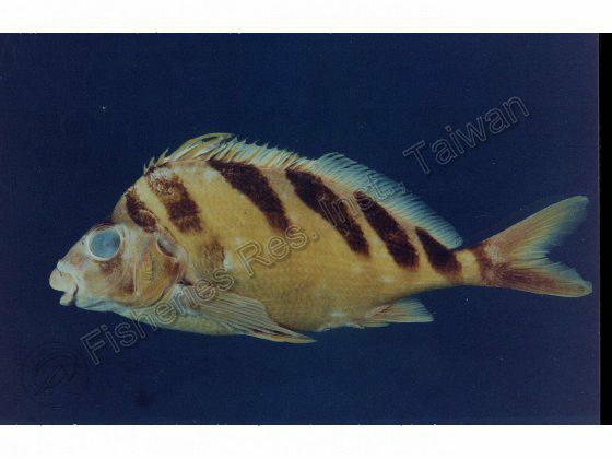 斑馬帶 魚翁