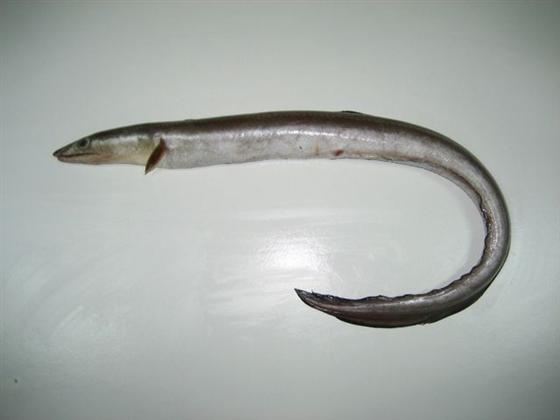 FRIP02007