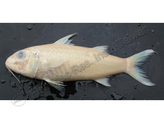 FRIP20351