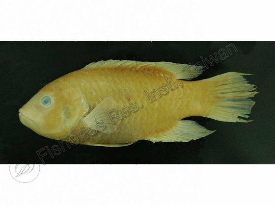 三葉唇魚	