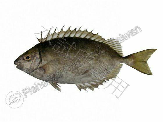 長鰭籃子魚
