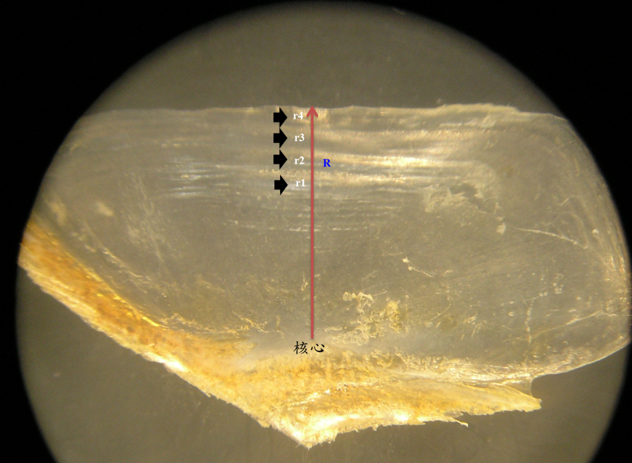 圖3、中翼骨年齡判讀(R：中翼骨骨長)