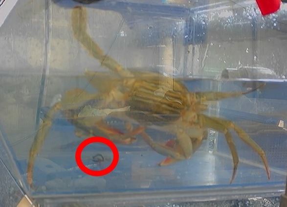 鋸緣青蟹排泄後物沉於底部