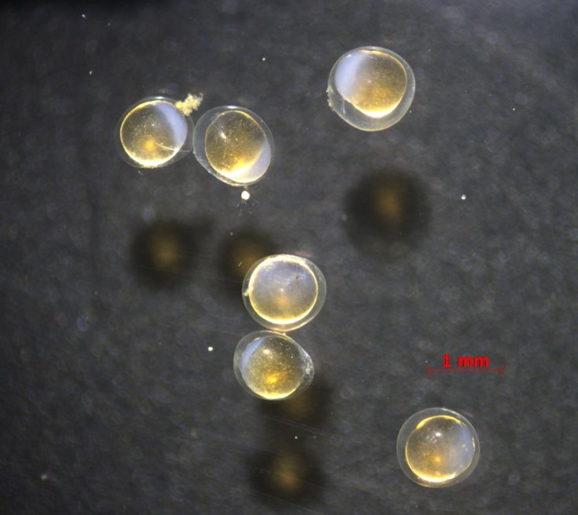 金三角燈的受精卵