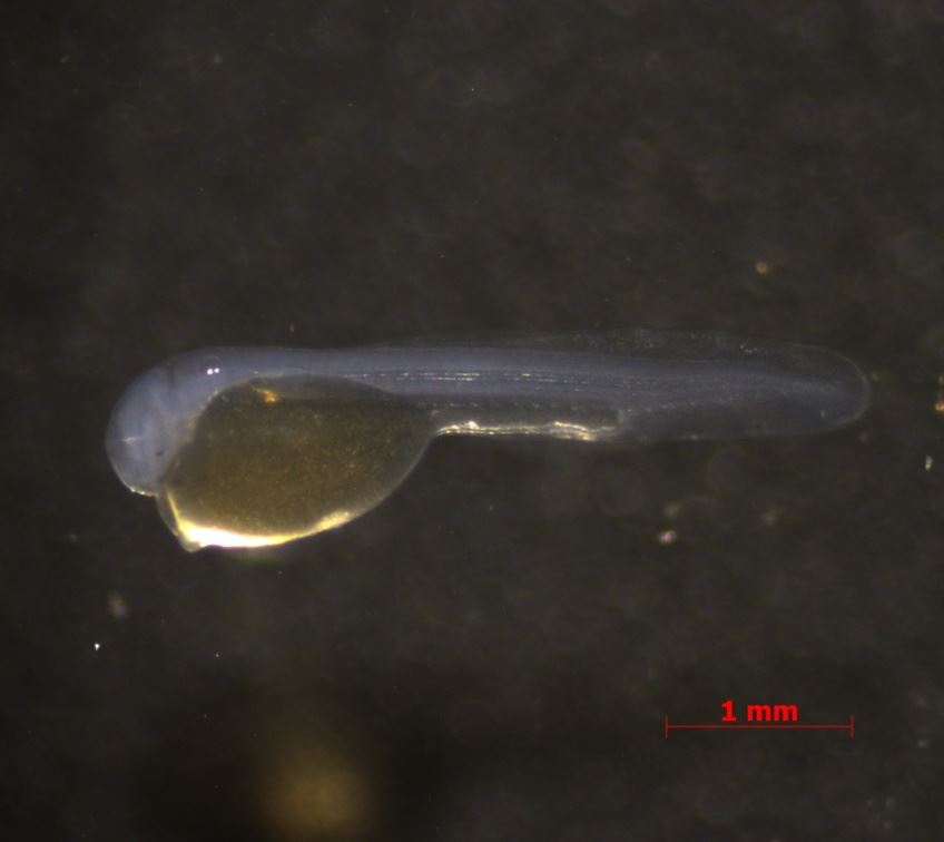 剛孵化的金三角燈仔魚