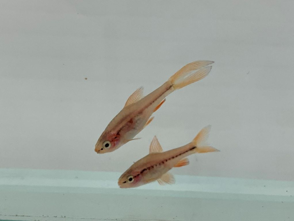 孵化後第95天的櫻桃燈 (下) 及大帆櫻桃燈 (上) 稚魚