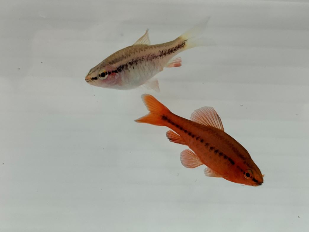 成熟的櫻桃燈對魚 (上雌下雄)