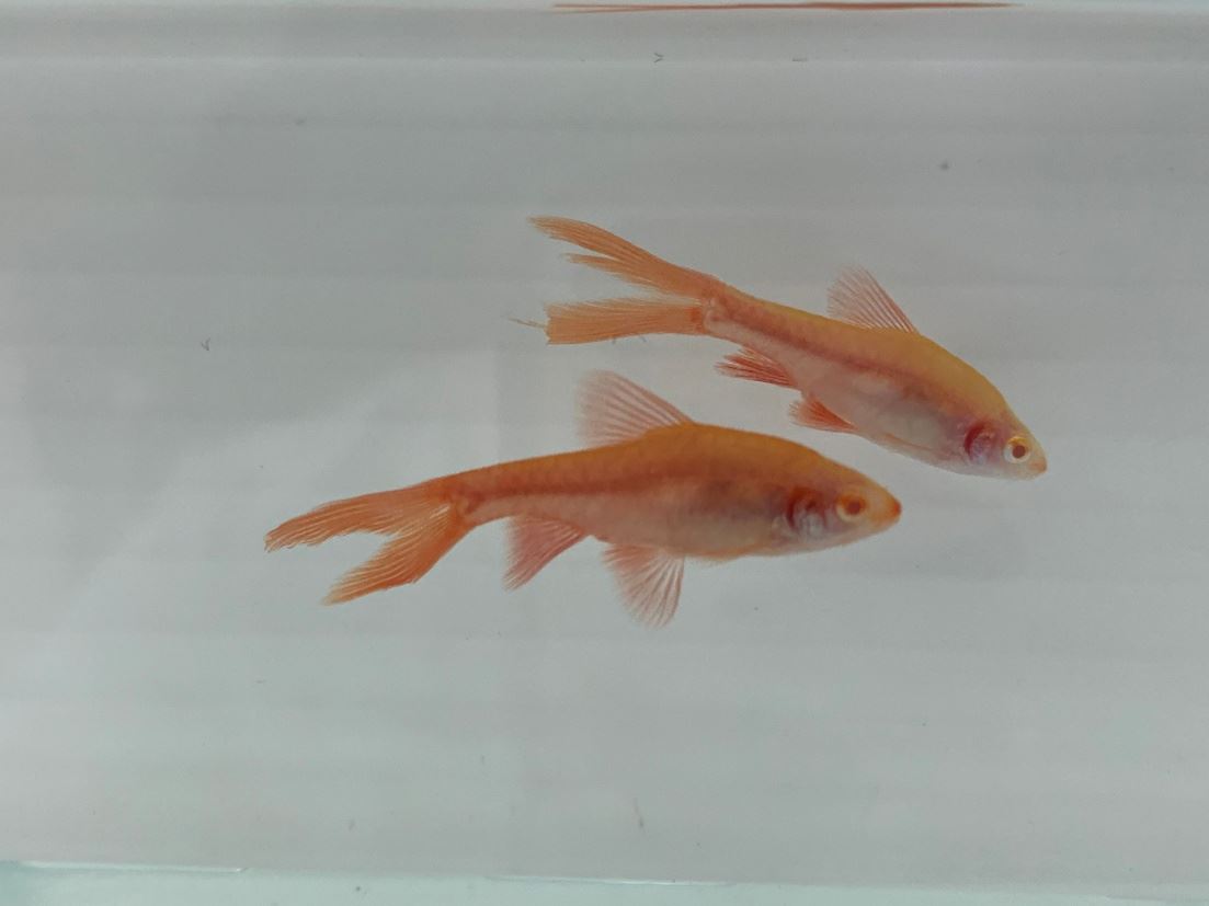 白子大帆櫻桃燈