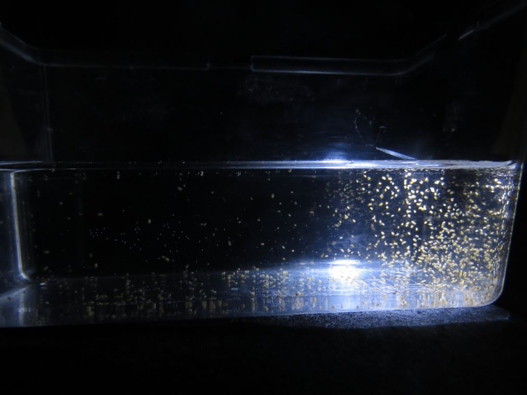圖2、貝蚤穿梭於魚缸底層及缸壁