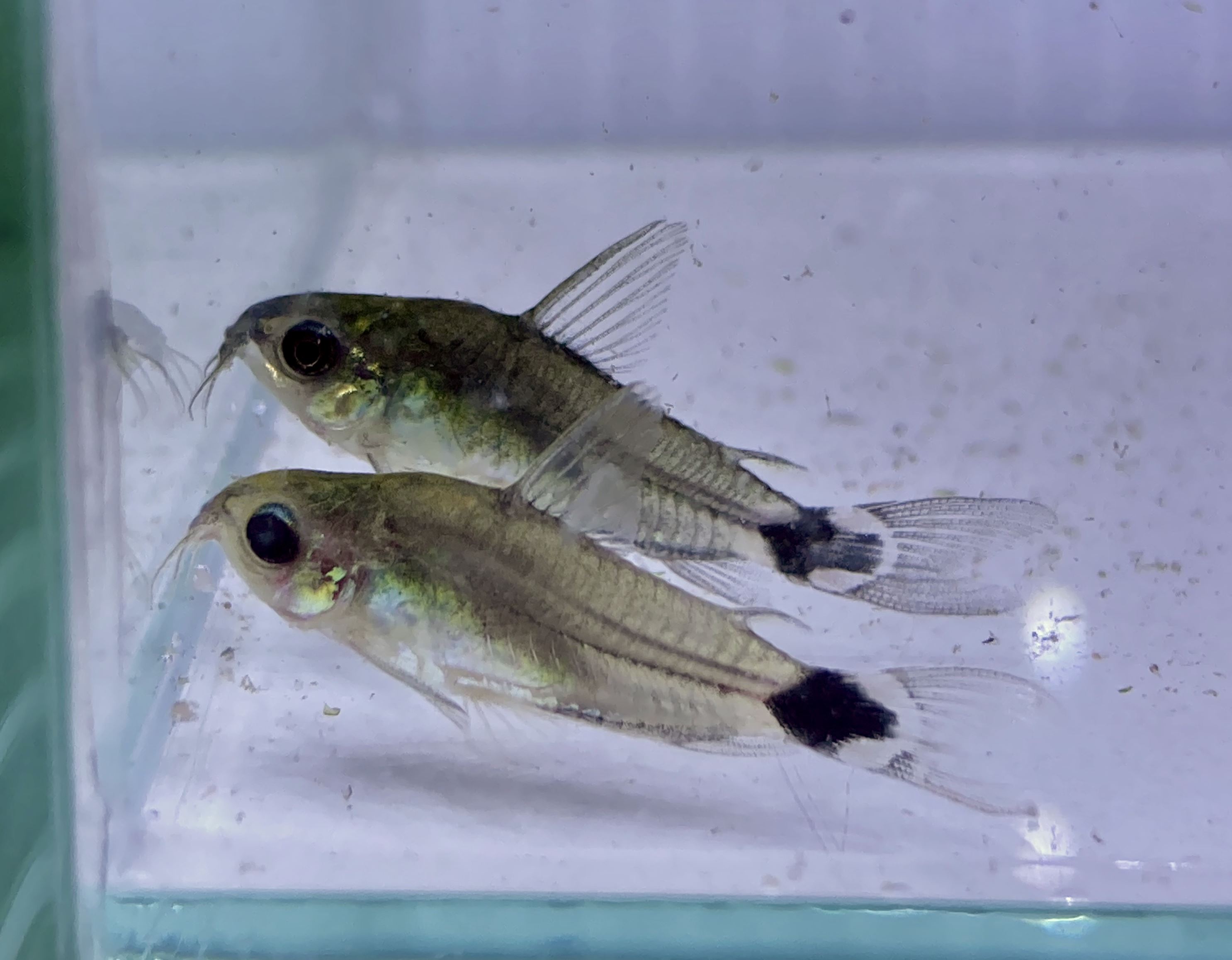 月光鼠種魚