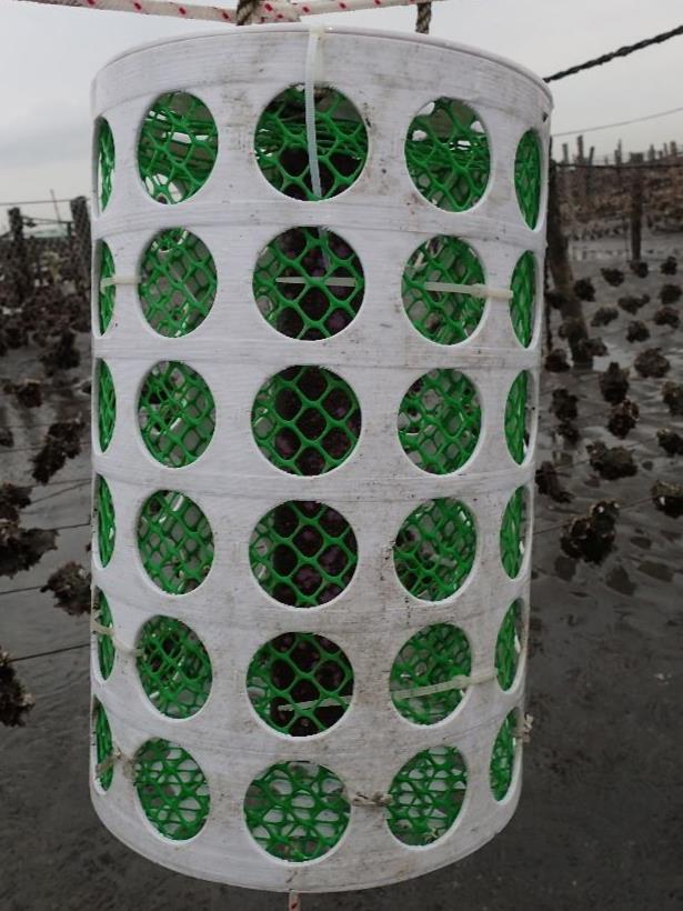 圖3、將附苗設備置於圓筒狀養殖籠具中進行附苗