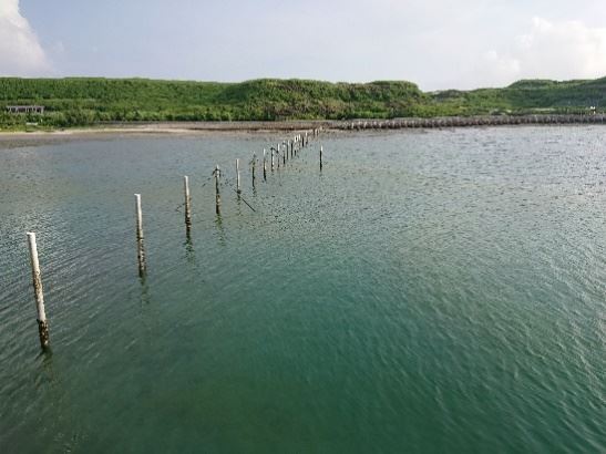 海水呈黃色、雲霧狀之情況，疑似產生赤潮