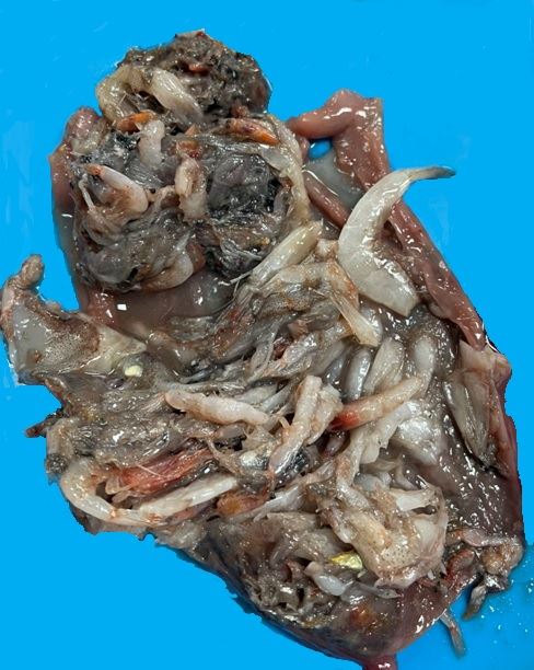 圖2長腰鮪的胃內容物組成