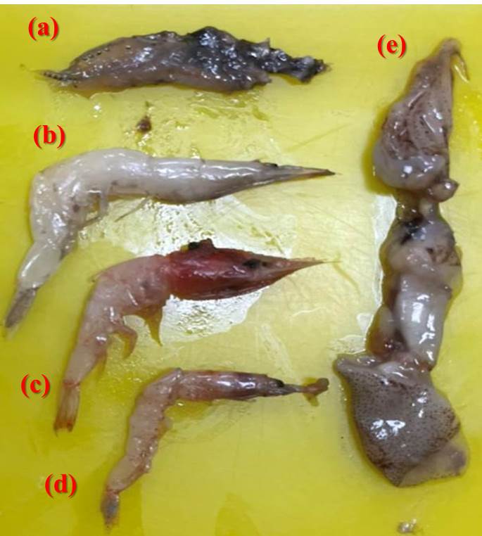 圖3長腰鮪的主要攝食物種