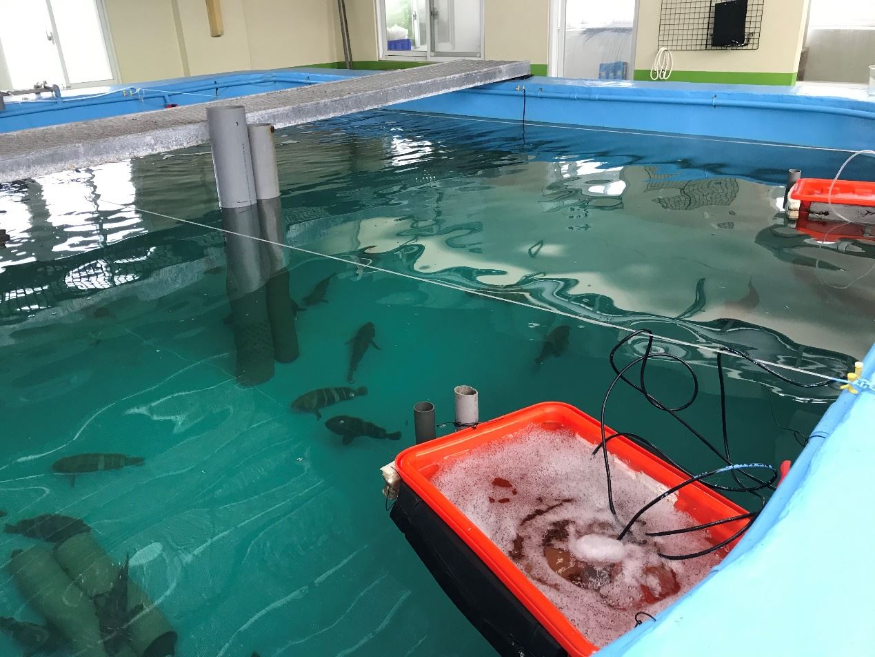 圖2攜帶式魚類受精卵收集器實際運作圖解