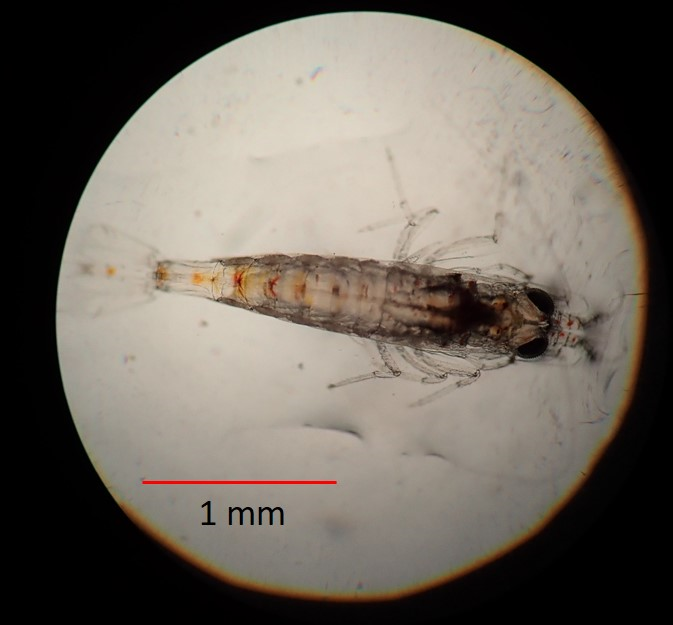普氏米蝦後期幼蟲，已可在缸底爬行