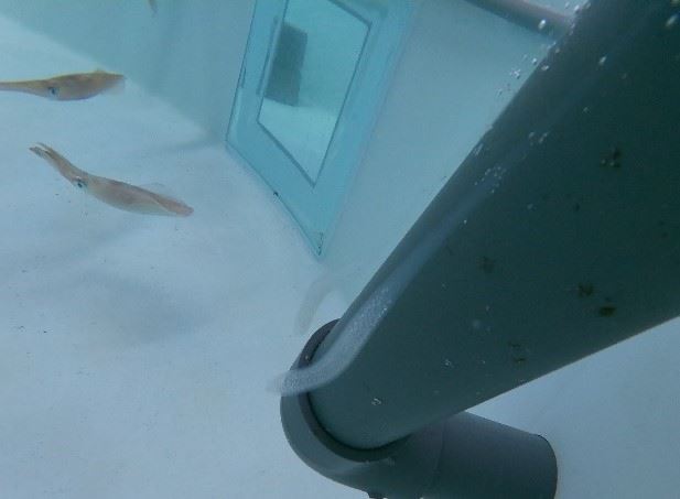 圖2、鎖管產出之卵鞘（箭頭處）黏附在排水管管壁上