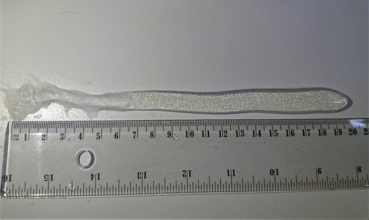 圖3、卵鞘為長指狀、透明乳白色的膠狀體，其內包覆550–580顆卵粒，卵粒長徑約1.4–1.5 mm